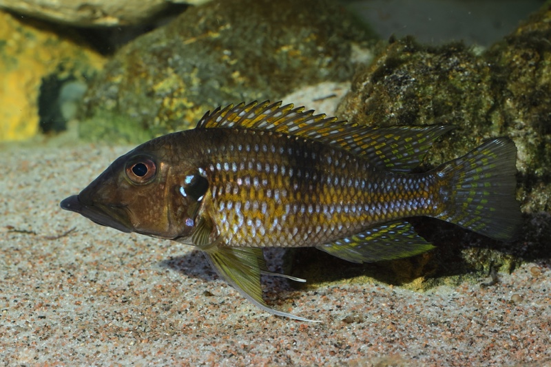 Gnathochromis permaxillaris 'Chituta Bay'